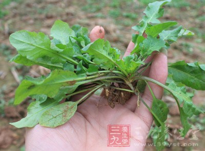 春天，萬物復蘇，路邊的野菜也漸漸的多了起來